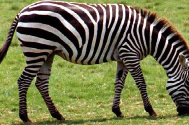 Zebriukas dryžius, dryžių mėgėjas