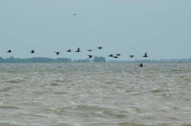 Dingęs žvejys dviem paroms buvo tapęs plaukiku