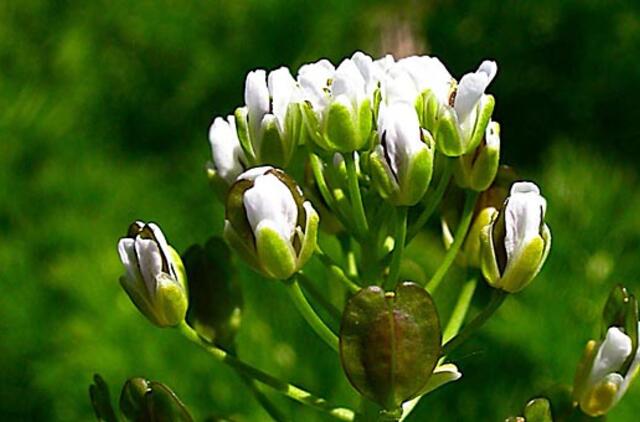 Dirvinė čiužutė - patiekalams paskaninti