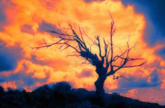 Iš degančio medžio iškrito ir susižeidė vyriškis