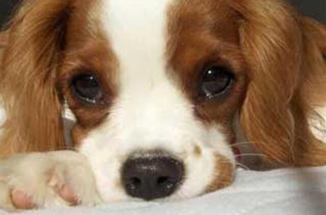 JAV: šuo užkando briliantų