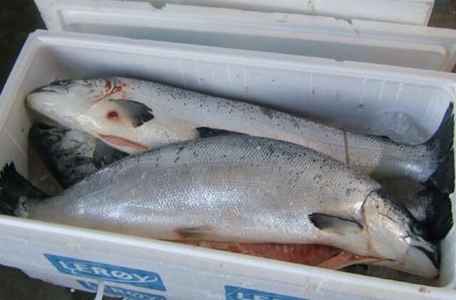 Jūrinėse lašišose rasta dioksinų