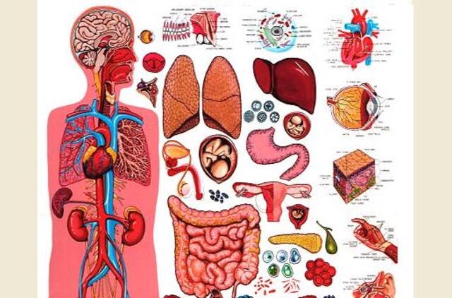 Medicininės atliekos bus deginamos Latvijoje