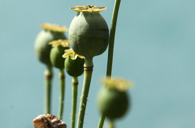 Rugpjūčio 1-oji: vardadieniai, dangaus kūnai, istorija