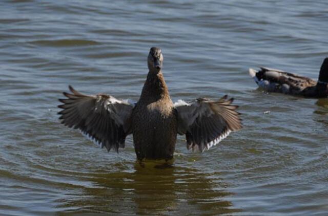 Rugpjūčio 14-oji: vardadieniai, dangaus kūnai, istorija