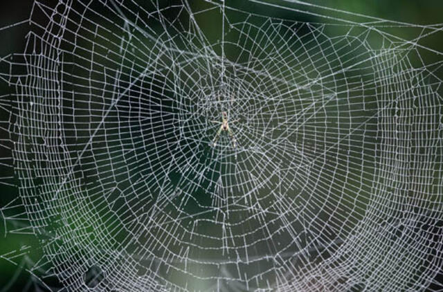 Rugpjūčio 18-oji: vardadieniai, dangaus kūnai, istorija