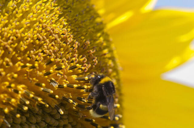 Rugpjūčio 2-oji: vardadieniai, dangaus kūnai, istorija