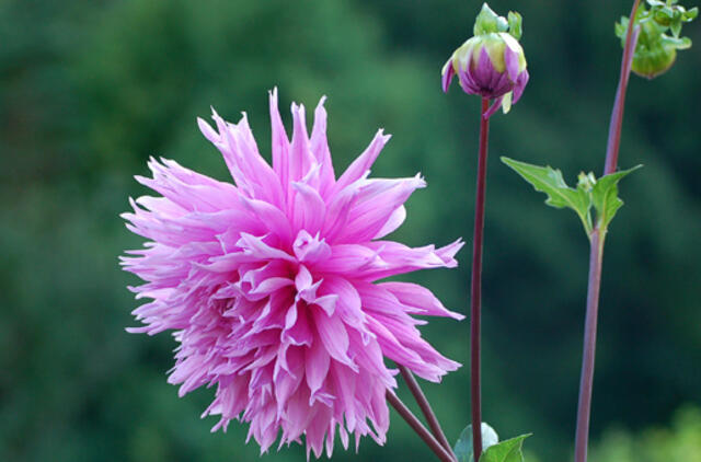 Rugpjūčio 25-oji: vardadieniai, dangaus kūnai, istorija