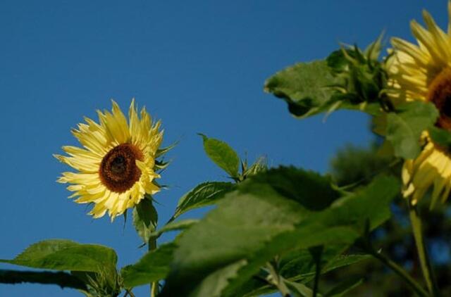 Rugpjūčio 26-oji: vardadieniai, dangaus kūnai, istorija