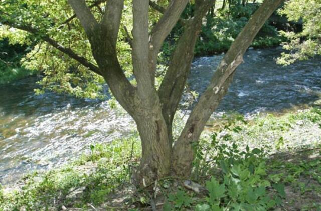 Vilnelėje aptiktos naftos produktų dėmės