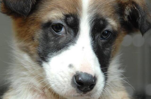 Vyras Alytuje iš penkto aukšto išmetė šunį