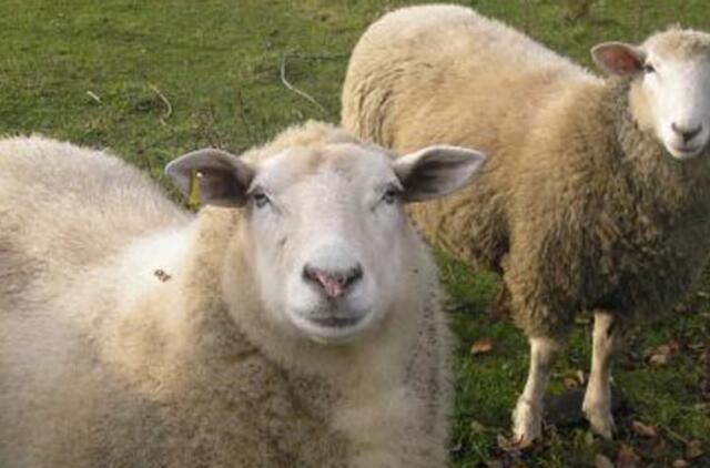 Avininkystė šalyje populiarėja lėtai