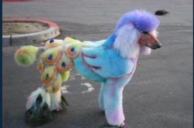 Bulvaras: tikėk - netikėk