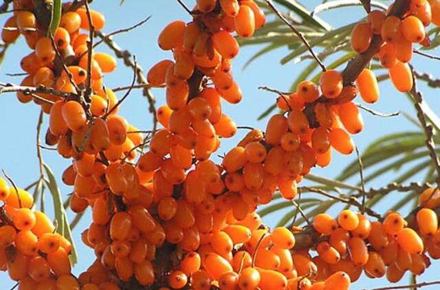 Liaudiškos priemonės nuo...