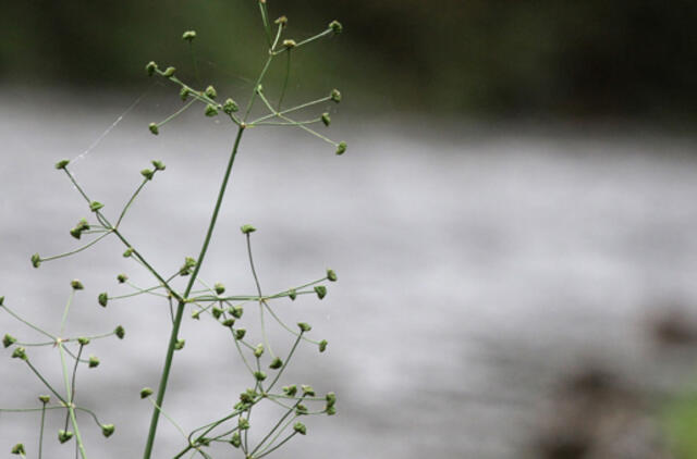Rugsėjo 24-oji: vardadieniai, dangaus kūnai, istorija