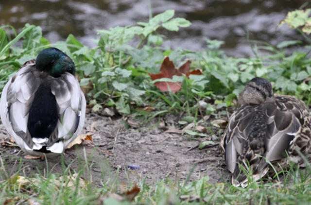 Rugsėjo 25-oji: vardadieniai, dangaus kūnai, istorija