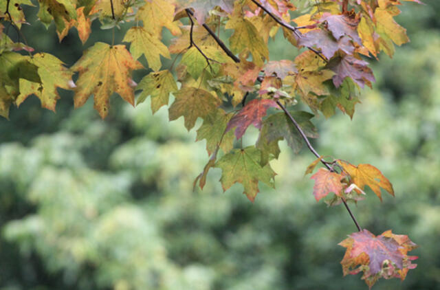 Rugsėjo 26-oji: vardadieniai, dangaus kūnai, istorija