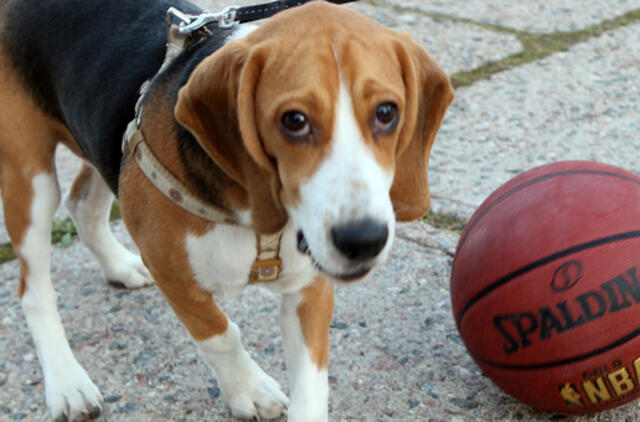 Rugsėjo 5-oji: vardadieniai, dangaus kūnai, istorija