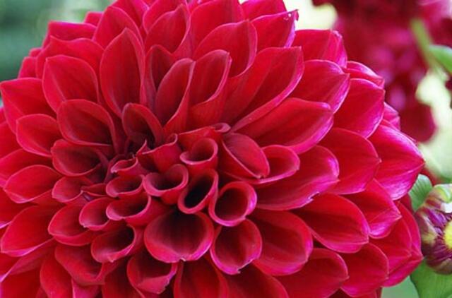 Rugsėjo darbai pagal Mėnulį