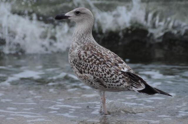 Klaipėda: VE.lt pristato spalio 19-osios įvykius