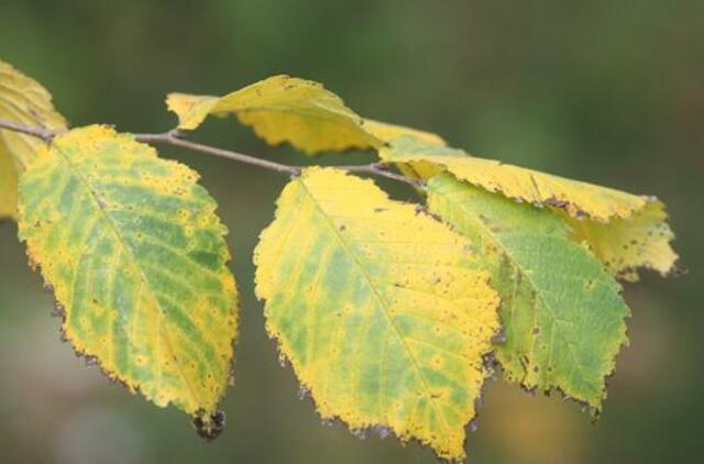 Spalio 11-oji: vardadieniai, dangaus kūnai, istorija