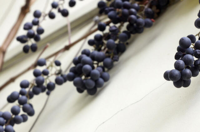 Spalio 12-oji: vardadieniai, dangaus kūnai, istorija