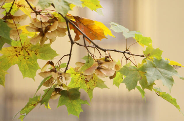 Spalio 31-oji: vardadieniai, dangaus kūnai, istorija