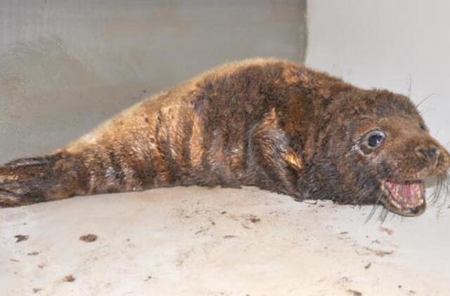 Kaip apsaugoti Baltiją nuo naftos teršalų