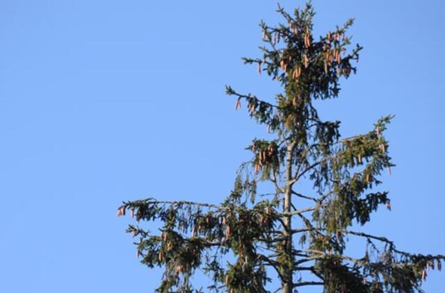 Klaipėda: VE.lt pristato lapkričio 29-osios įvykius