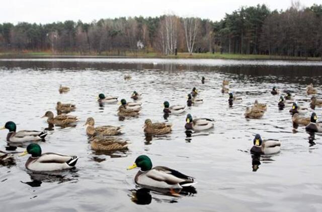Lapkričio 16-oji: vardadieniai, dangaus kūnai, istorija