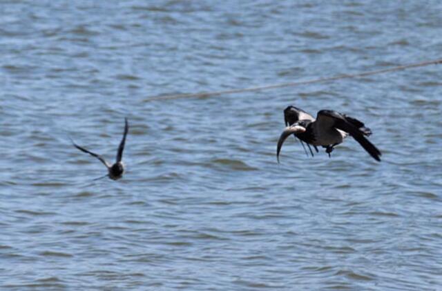 Lapkričio 18-oji: vardadieniai, dangaus kūnai, istorija