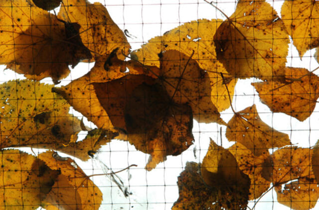 Lapkričio 5-oji: vardadieniai, dangaus kūnai, istorija