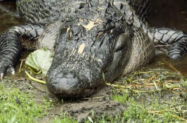 Už 5 dolerius siūlo apkabinti aligatorių