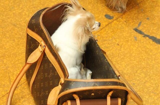 Vagis Diuseldorfo oro uoste pavogė rankinę, kurioje lindėjo šuniukas