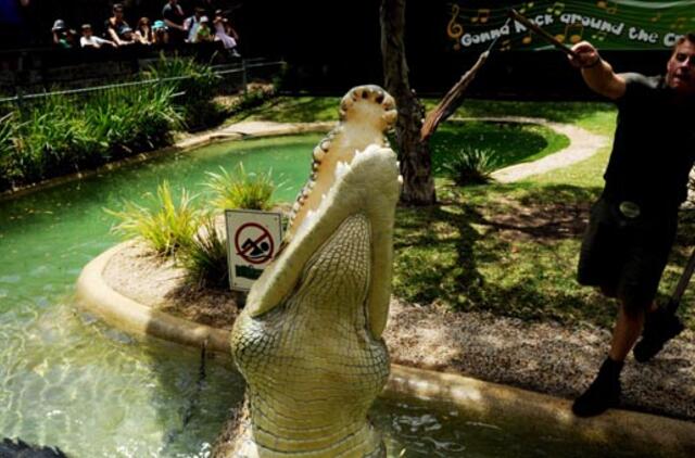 Australijos zoologijos sode krokodilas puolė žoliapjovę