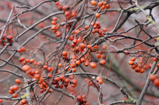 Gruodžio 2-oji: vardadieniai, dangaus kūnai, istorija