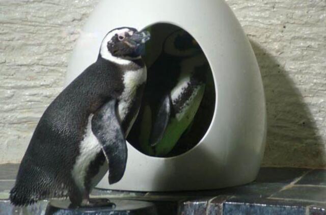 Jūrų muziejuje pradeda veikti pingvinų paštas