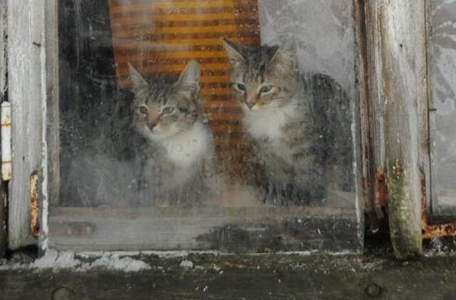 Klaipėda: VE.lt pristato gruodžio 11-osios įvykius