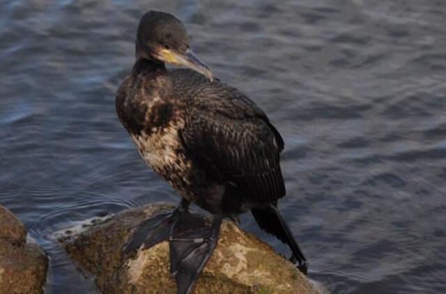 Klaipėda: VE.lt pristato gruodžio 5-osios įvykius