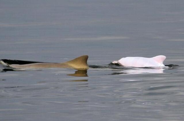 Prie Pietų Amerikos krantų pastebėtas labai retas delfinas albinosas