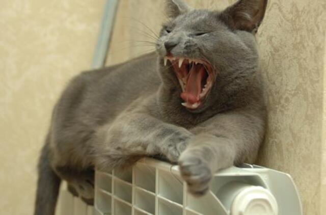 Šiltesnis mėnuo - didesnės sąskaitos