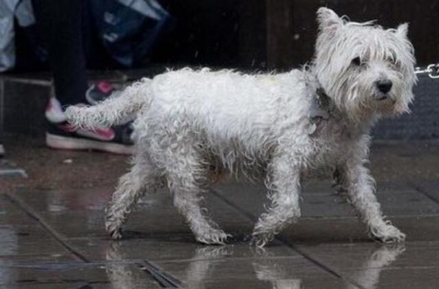 Švedijoje šunį nukankinusiam jaunuoliui teismas skyrė rekordiškai griežtą bausmę