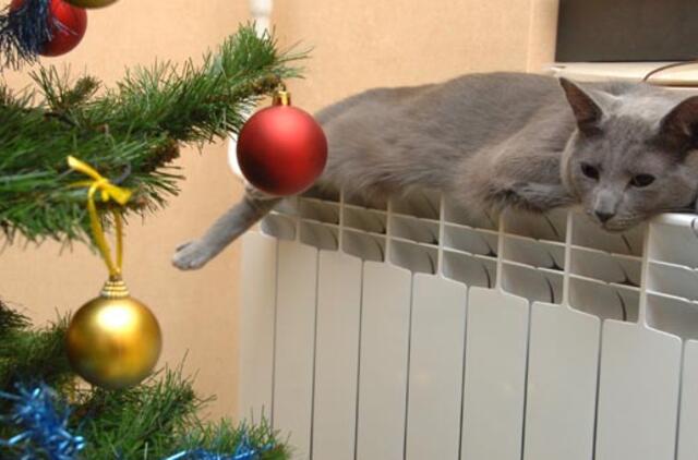 Šventės - stresas naminiams gyvūnams