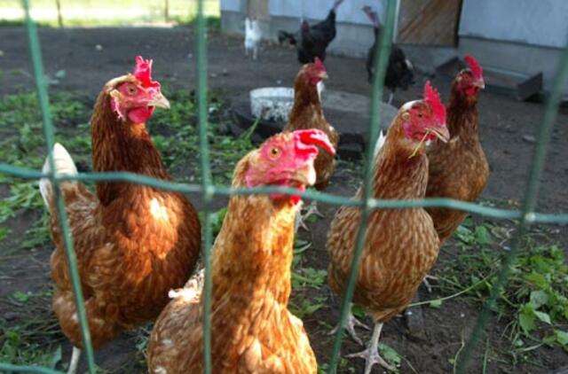 Vištoms - geros naujienos