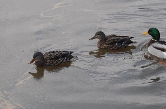 Klaipėda: VE.lt pristato sausio 31-osios įvykius