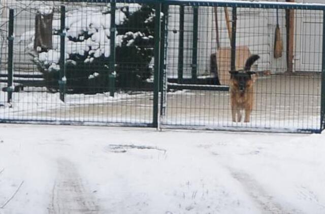 Klaipėdos antradienis, sausio 17-oji