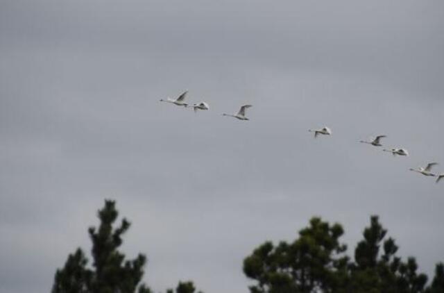 Klaipėdos trečiadienis, sausio 11-oji