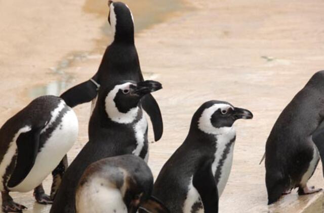 Laivų mechanikas per klaidą tapo nelegalios į Antarktidą vykstančios ekspedicijos nariu