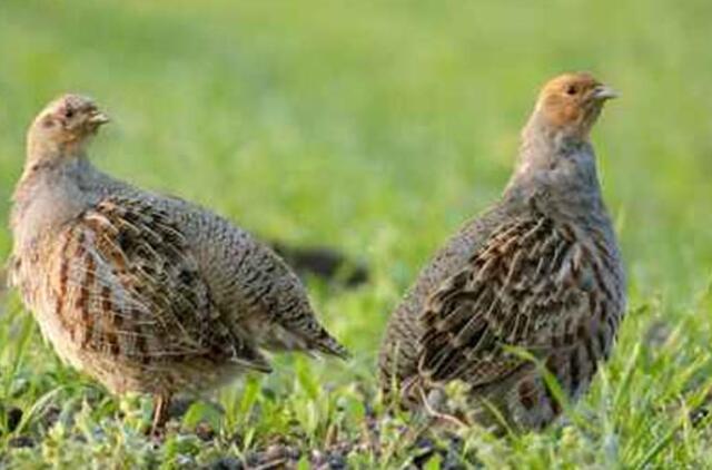 Lietuvos ornitologai kurapką paskelbė 2012-ųjų paukščiu