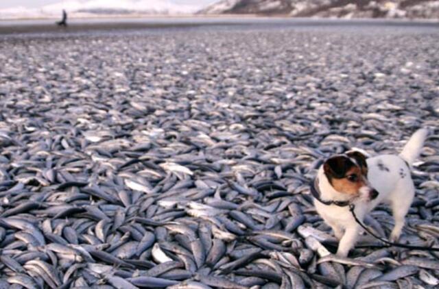 Mįslė Norvegijoje: 20 tonų nugaišusių silkių